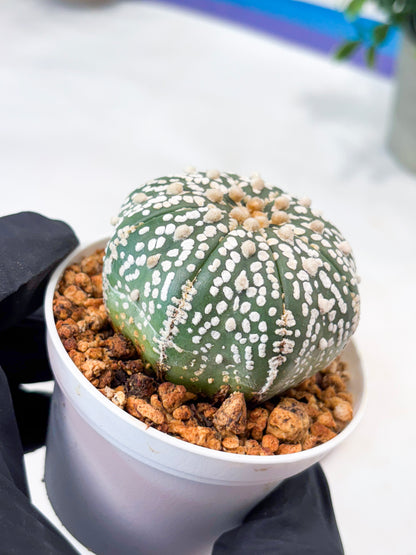 Astrophytum Superkabuto (T9) (r7) | Las Vegas Plant Shop