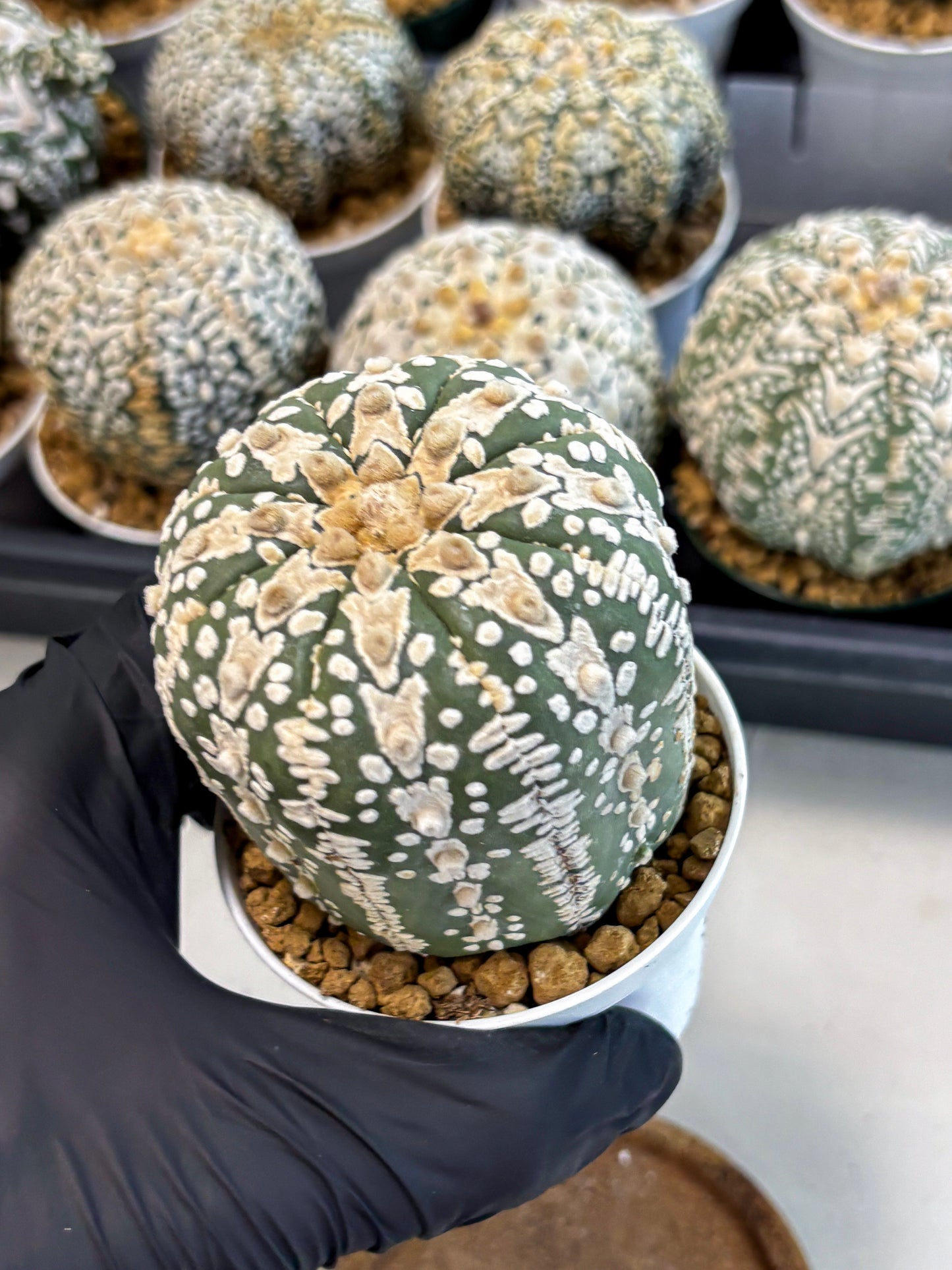 Astrophytum V-Type (at6) (b4) | Rare Star Cactus