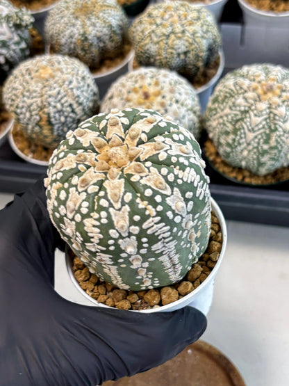 Astrophytum V-Type (at6) (b4) | Rare Star Cactus
