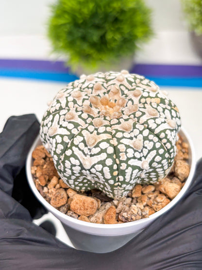 Astrophytum Super Kabuto V-Type (t12) (p2) | 3" Pot