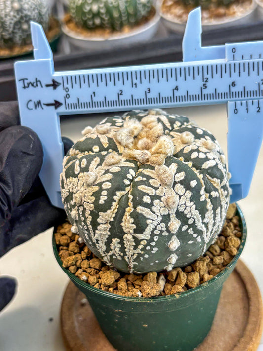 Astrophytum 5-Ribs (at7) (r7) | Living Rocks