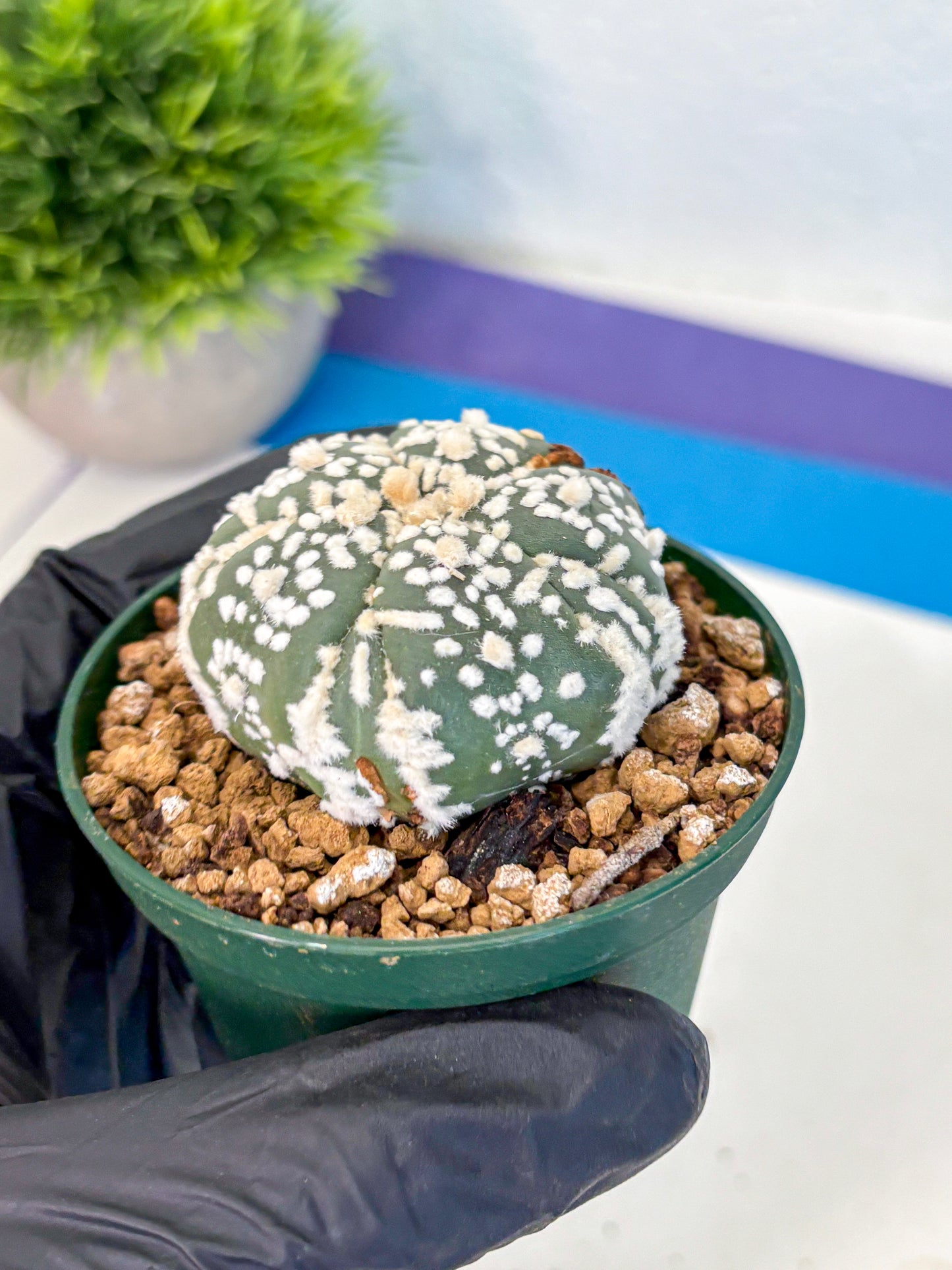 Astrophytum Fukuryu (at8) (01) | Rare Plant | Succulent Cactus