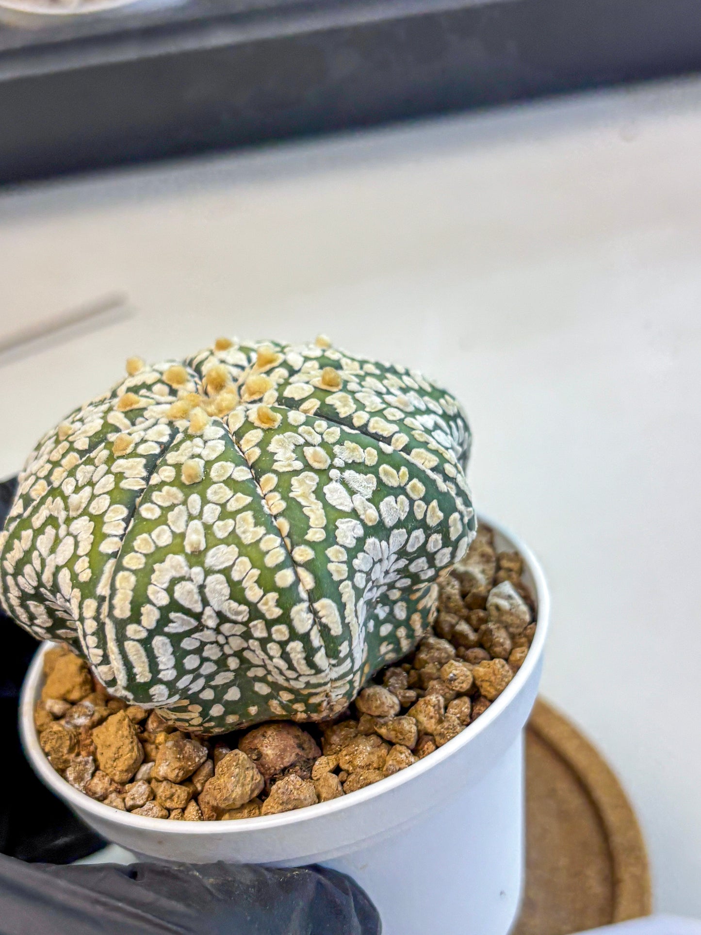 Astrophytum Super Kabuto (at10) (02) | sand dollar cactus