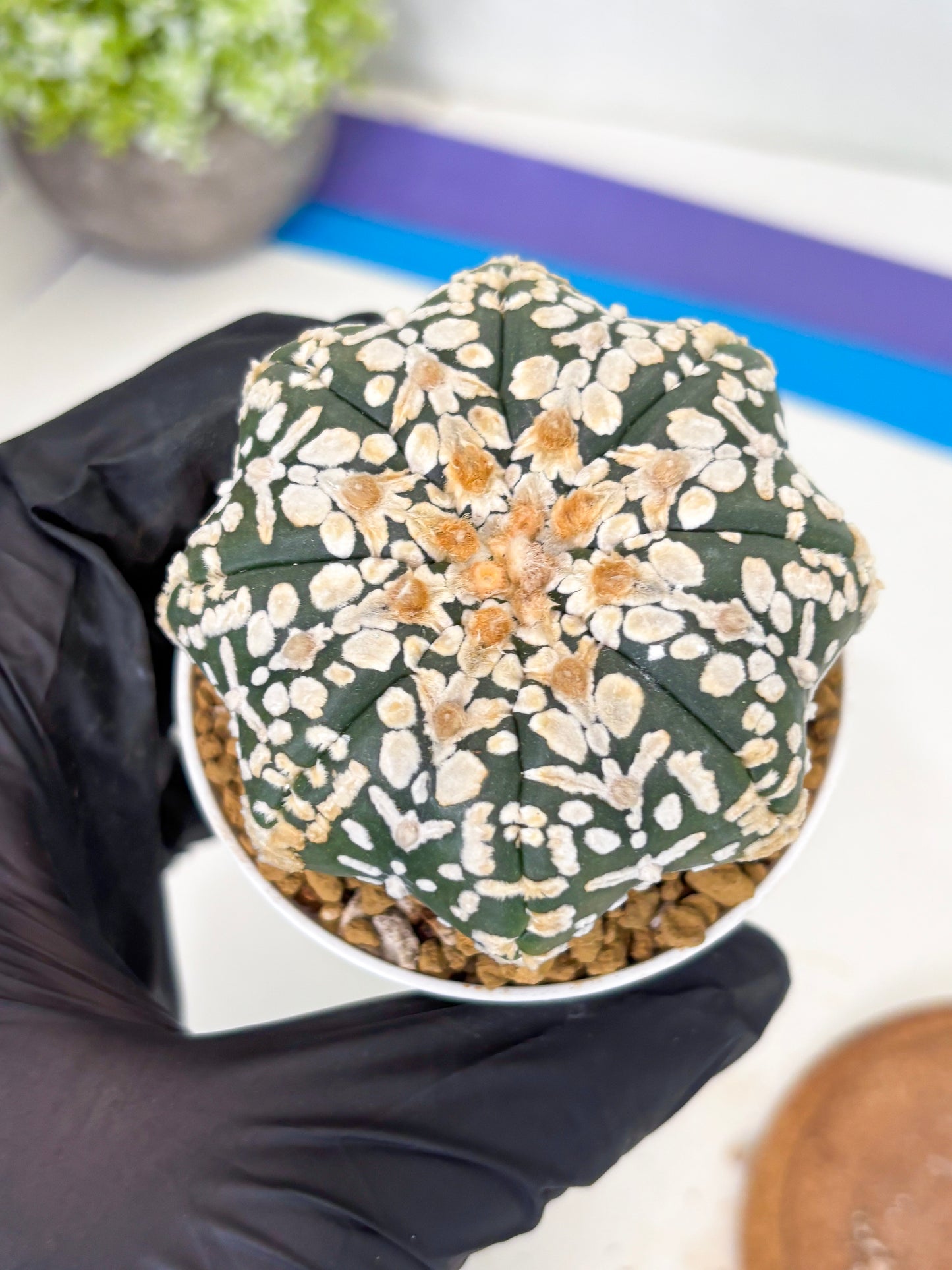 Astrophytum Star Shape (at3) (g3) | Very Rare Cactus