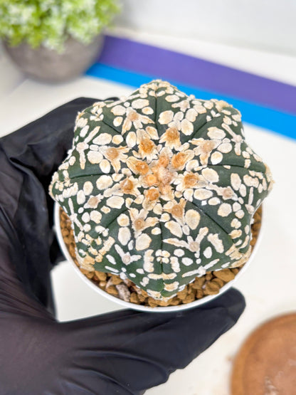 Astrophytum Star Shape (at3) (g3) | Very Rare Cactus