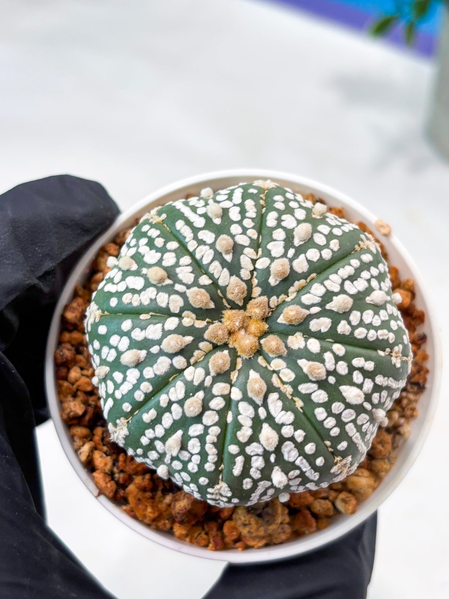 Astrophytum Superkabuto (T9) (r7) | Las Vegas Plant Shop