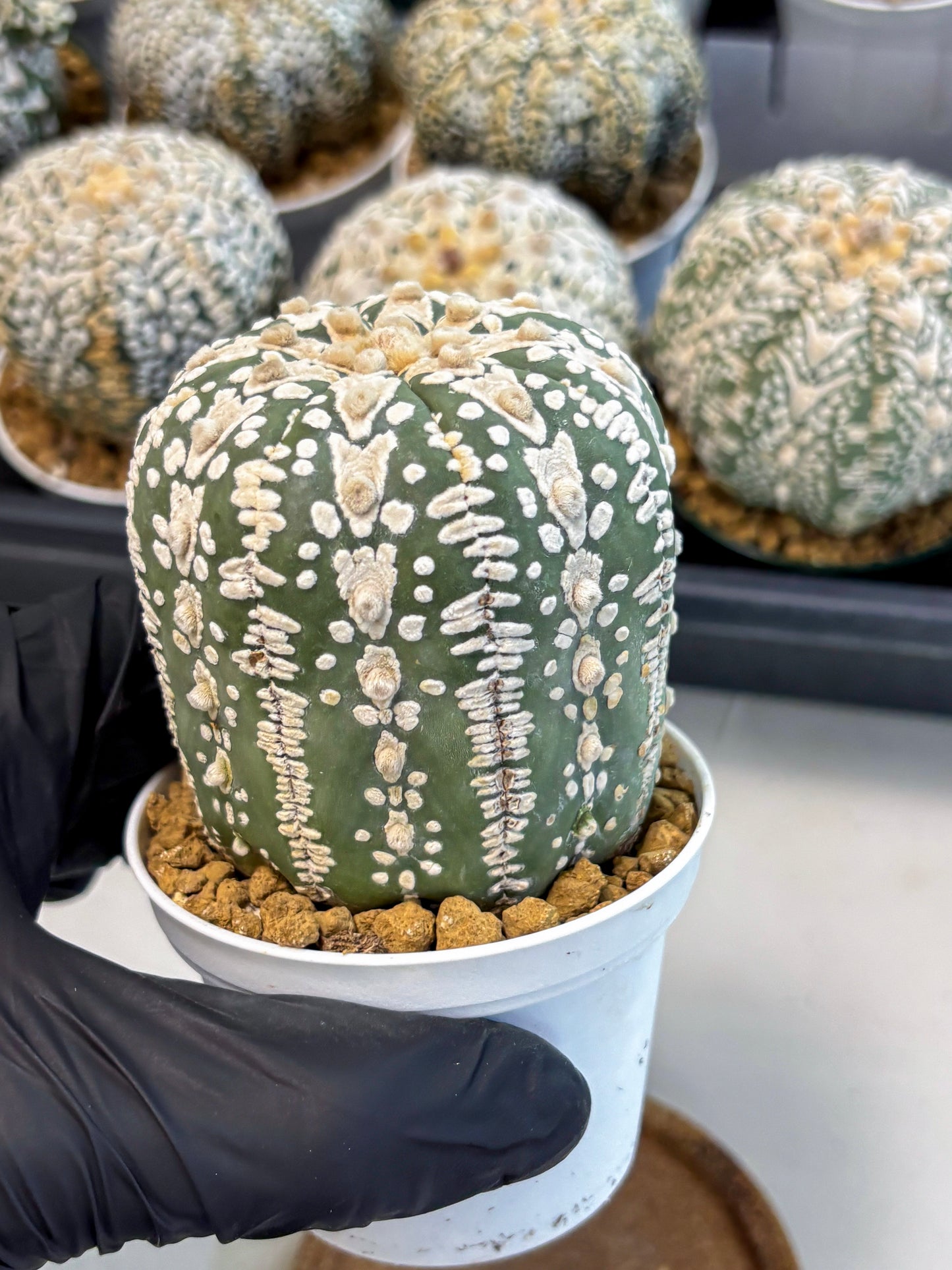 Astrophytum V-Type (at6) (b4) | Rare Star Cactus