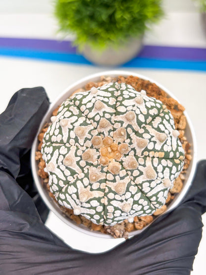 Astrophytum Super Kabuto V-Type (t12) (p2) | 3" Pot