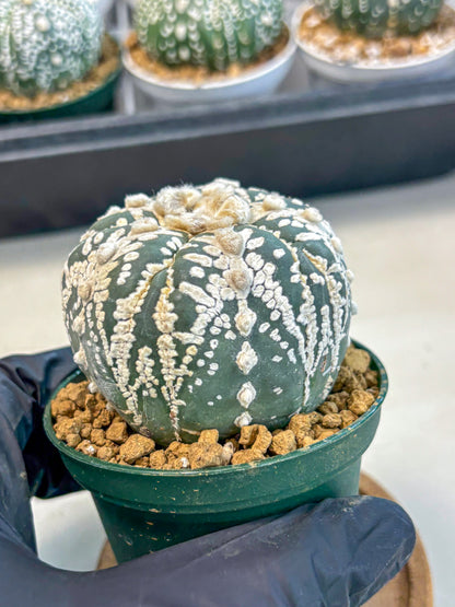 Astrophytum 5-Ribs (at7) (r7) | Living Rocks