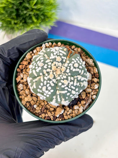 Astrophytum Fukuryu (at8) (01) | Rare Plant | Succulent Cactus
