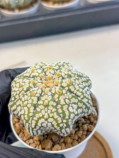 Astrophytum Super Kabuto (at10) (02) | sand dollar cactus