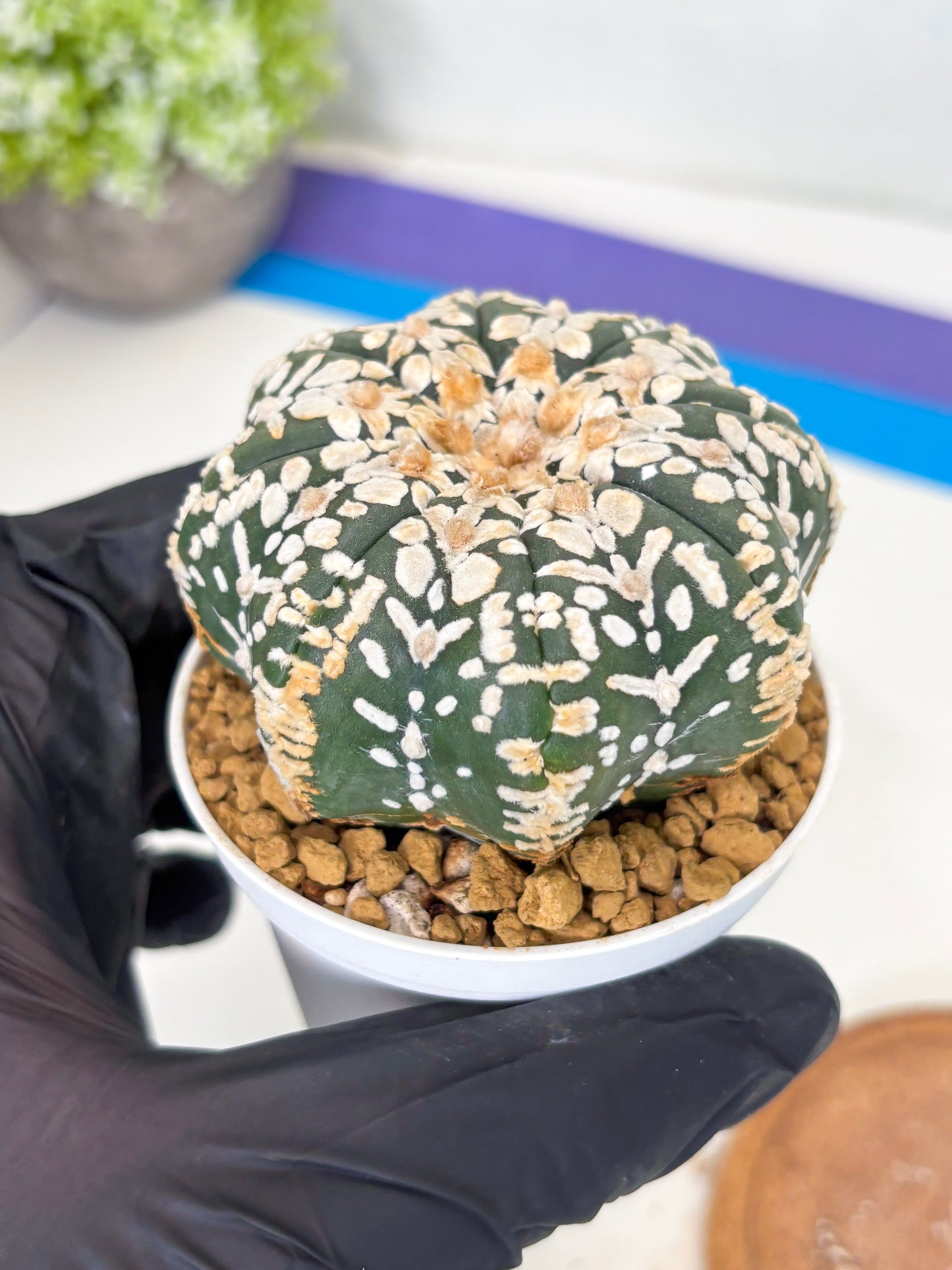 Astrophytum Star Shape (at3) (g3) | Very Rare Cactus