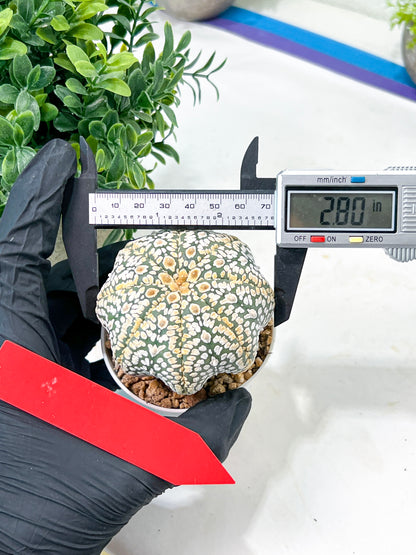 Astrophytum Super Kabuto (#T7A) | Las Vegas Botanical Shop | 3" Pot