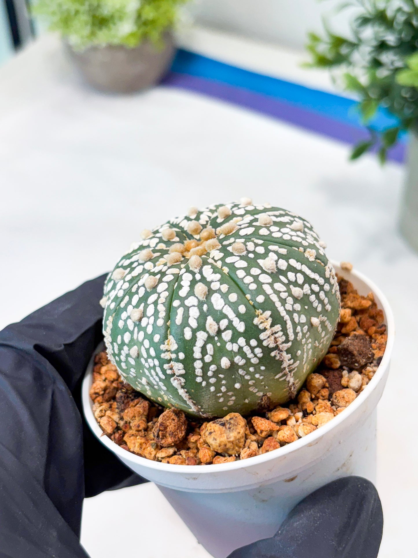 Astrophytum Superkabuto (T9) (r7) | Las Vegas Plant Shop