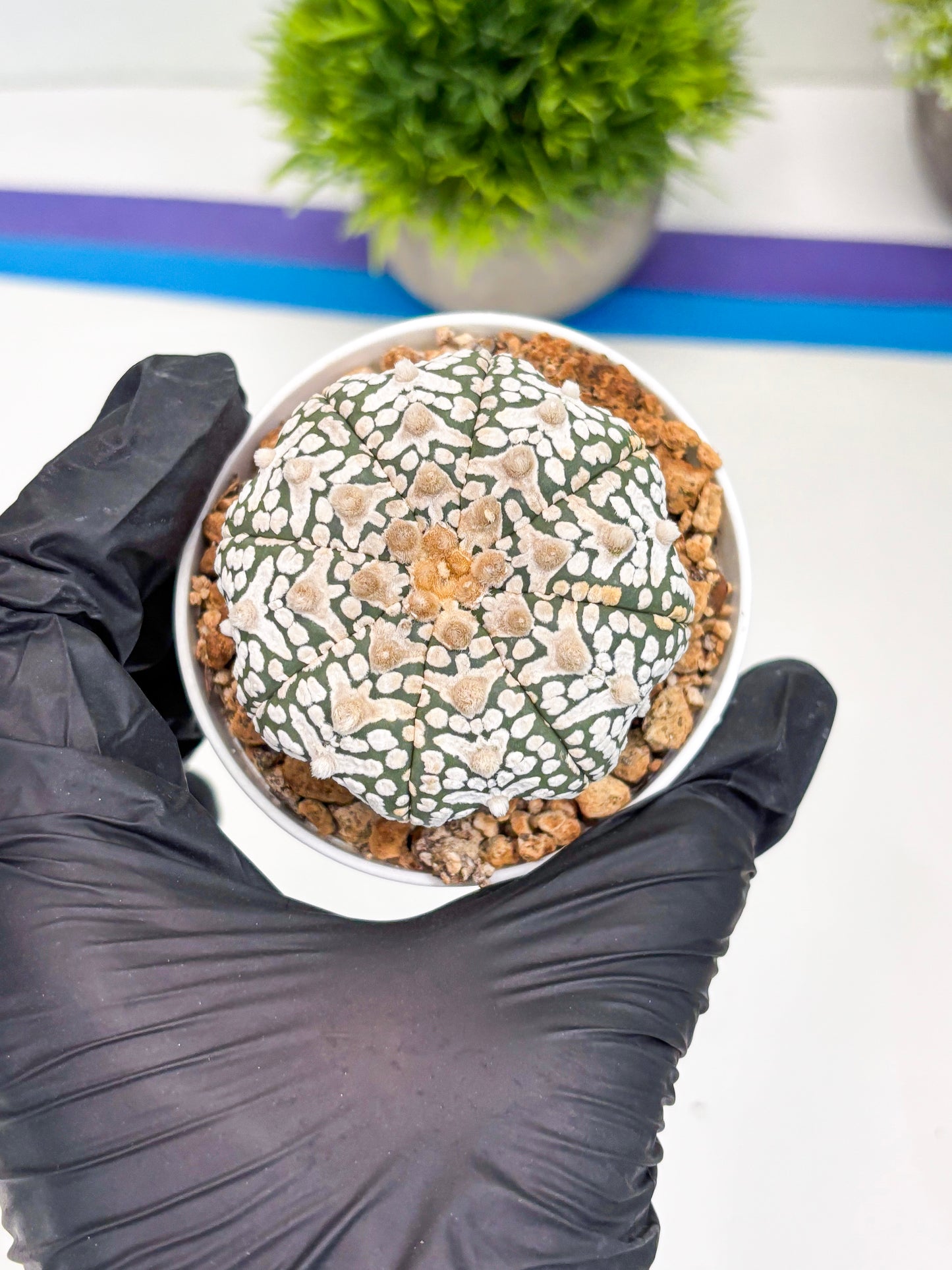 Astrophytum Super Kabuto V-Type (t12) (p2) | 3" Pot