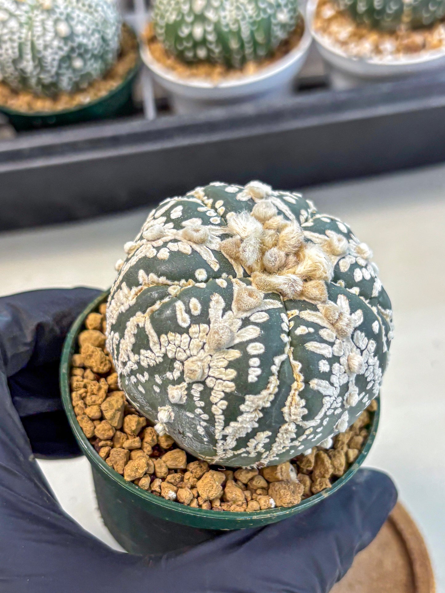 Astrophytum 5-Ribs (at7) (r7) | Living Rocks