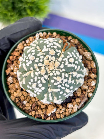 Astrophytum Fukuryu (at8) (01) | Rare Plant | Succulent Cactus