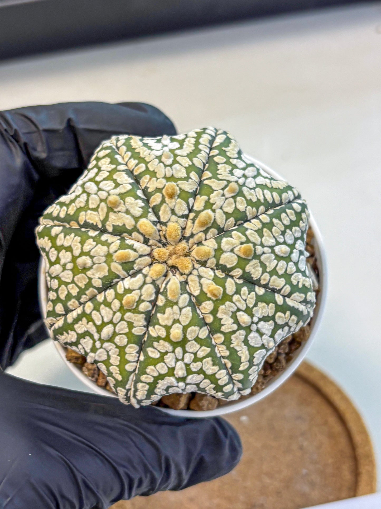 Astrophytum Super Kabuto (at10) (02) | sand dollar cactus