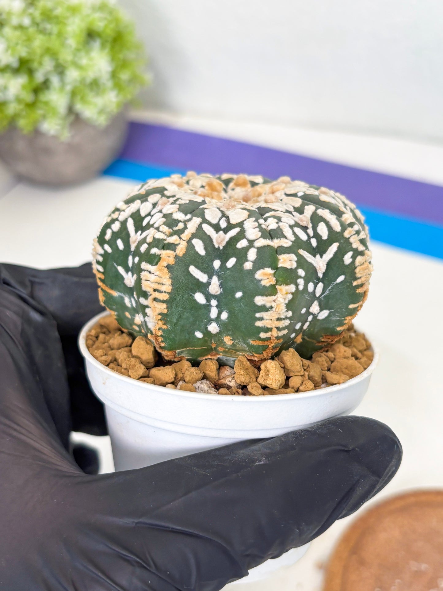 Astrophytum Star Shape (at3) (g3) | Very Rare Cactus