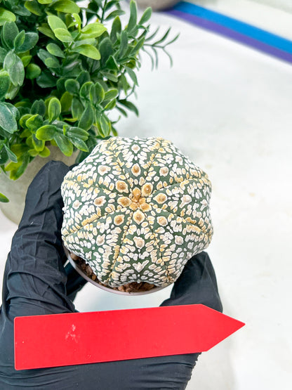 Astrophytum Super Kabuto (#T7A) | Las Vegas Botanical Shop | 3" Pot