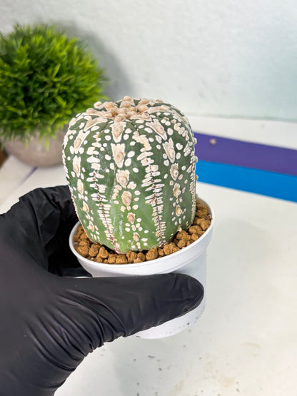 Astrophytum V-Type (at6) (b4) | Rare Star Cactus
