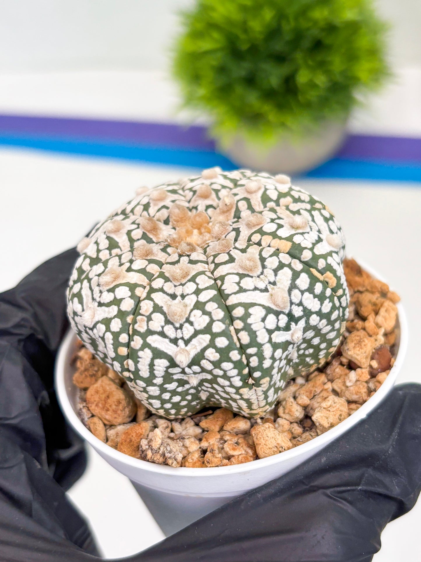 Astrophytum Super Kabuto V-Type (t12) (p2) | 3" Pot