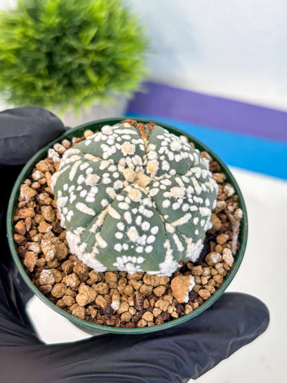Astrophytum Fukuryu (at8) (01) | Rare Plant | Succulent Cactus