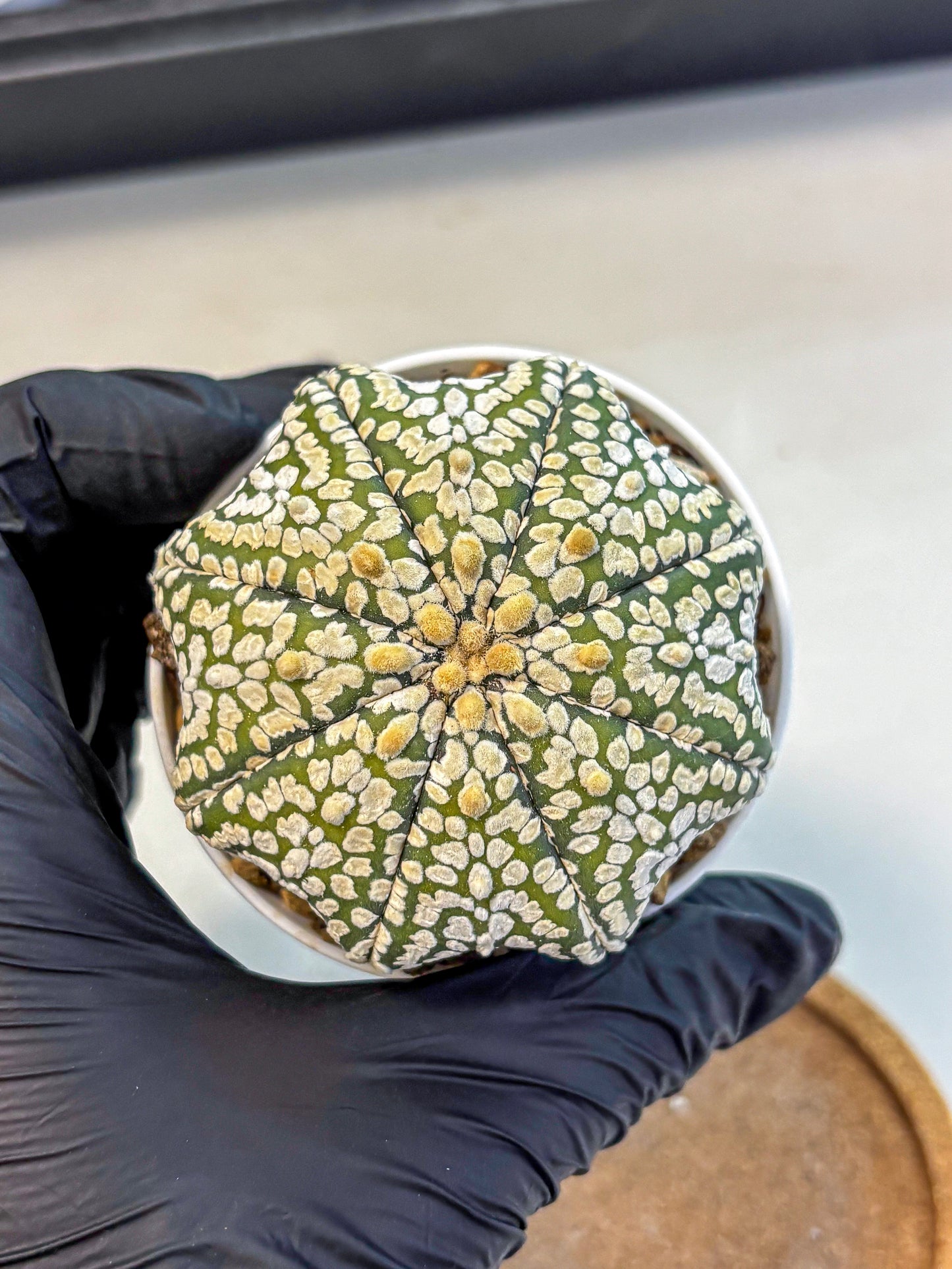 Astrophytum Super Kabuto (at10) (02) | sand dollar cactus