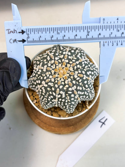 Astrophytum Star Shape (at3) (g4) | Very Rare Cactus