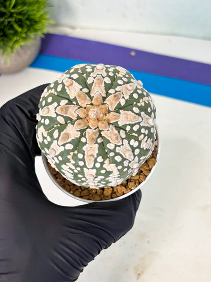Astrophytum V-Type (at6) (b4) | Rare Star Cactus