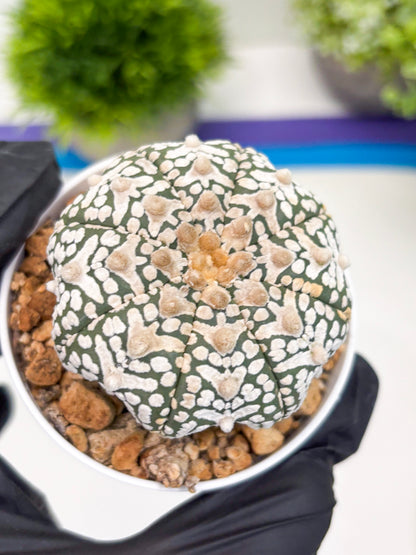 Astrophytum Super Kabuto V-Type (t12) (p2) | 3" Pot