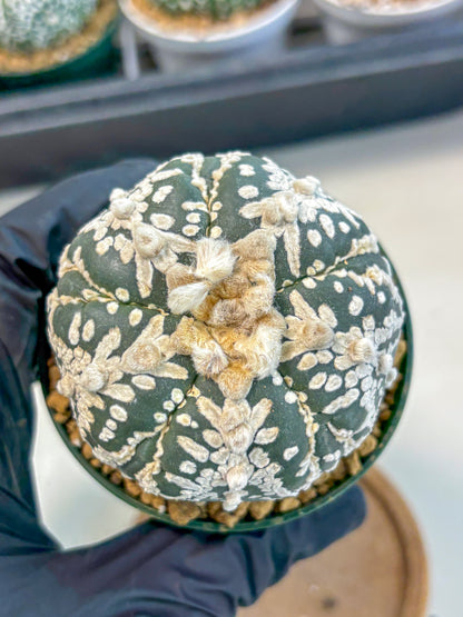 Astrophytum 5-Ribs (at7) (r7) | Living Rocks