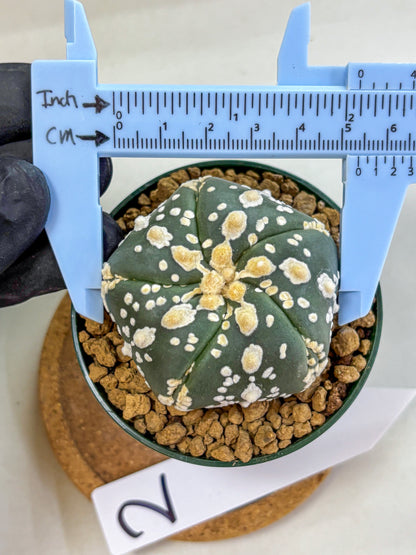Astrophytum Fukuryu (at8) (02) | Rare Plant | Succulent Cactus