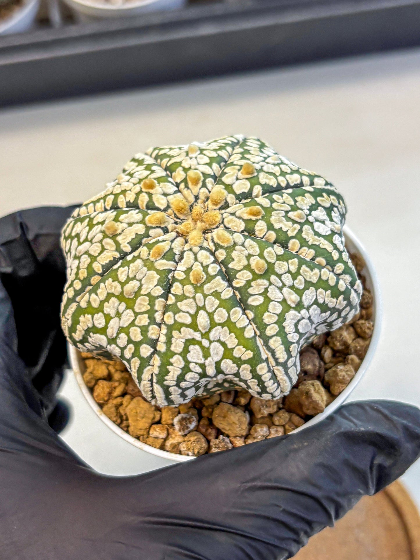 Astrophytum Super Kabuto (at10) (02) | sand dollar cactus