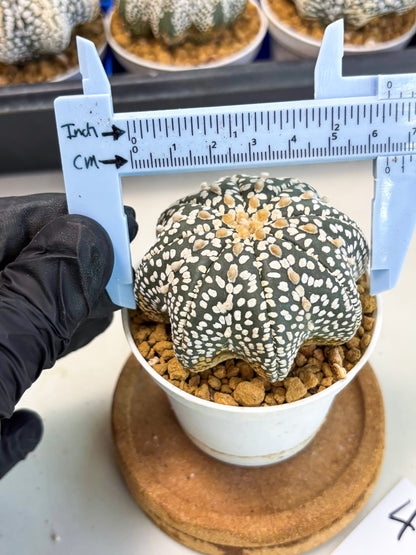 Astrophytum Star Shape (at3) (g4) | Very Rare Cactus