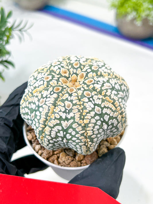 Astrophytum Super Kabuto (#T7A) | Las Vegas Botanical Shop | 3" Pot