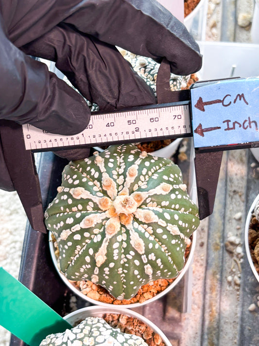 Astrophytum V-Type Nudum (T9) (g2) | SHIP from USA