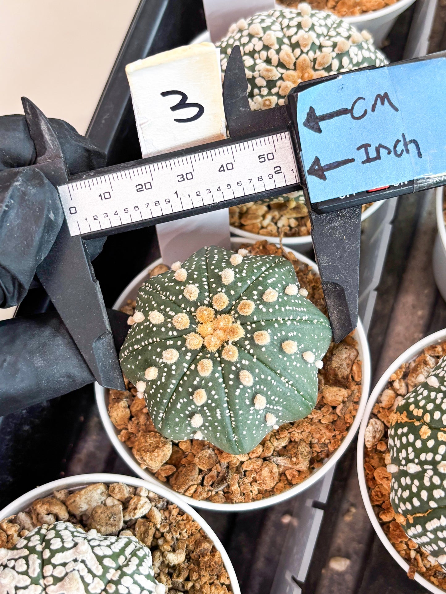 Astrophytum Super Kabuto (t12) (p3) | 3" Pot