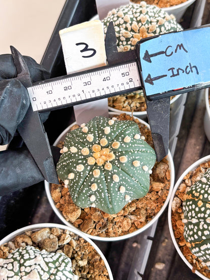Astrophytum Super Kabuto (t12) (p3) | 3" Pot