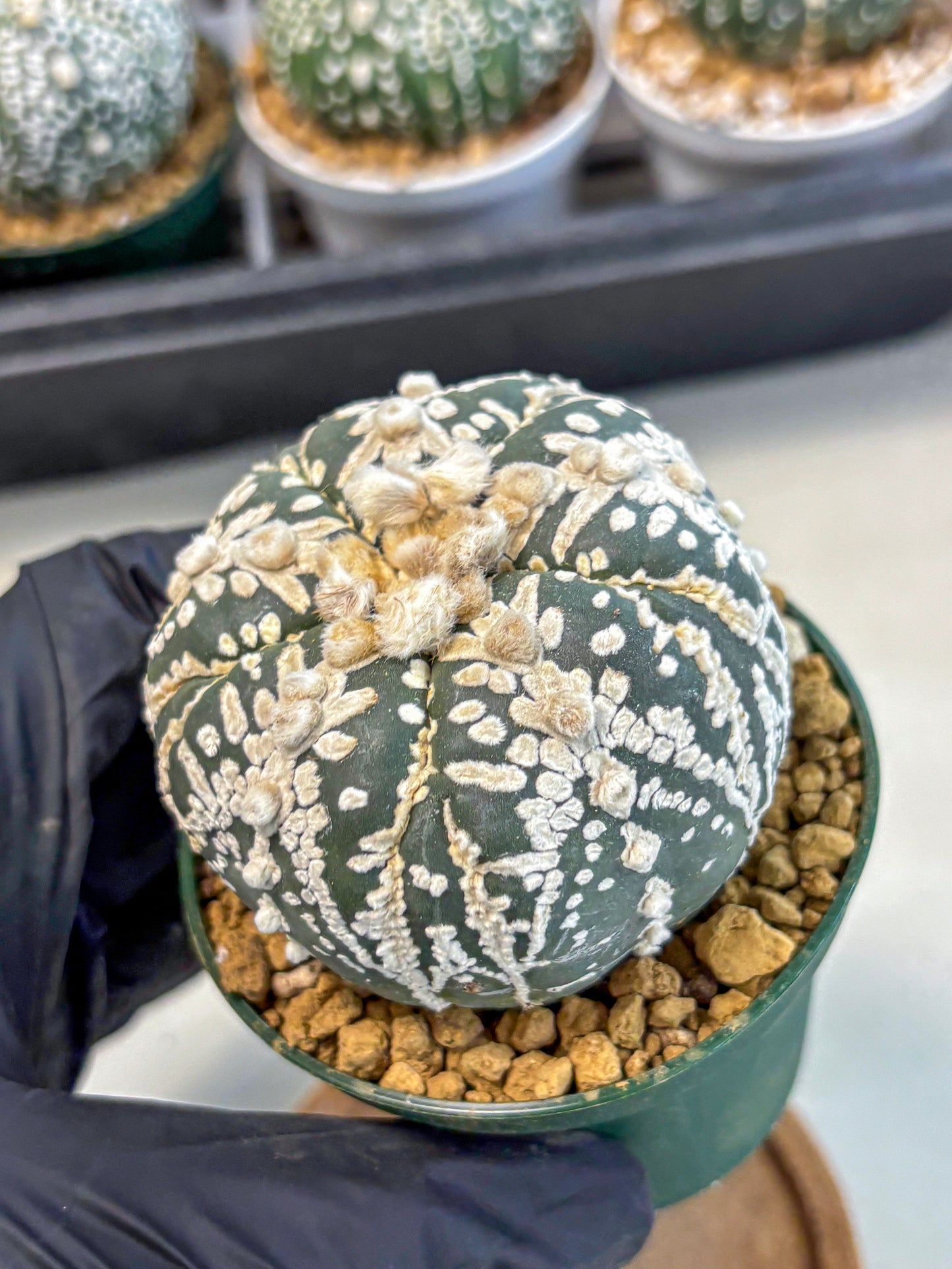 Astrophytum 5-Ribs (at7) (r7) | Living Rocks