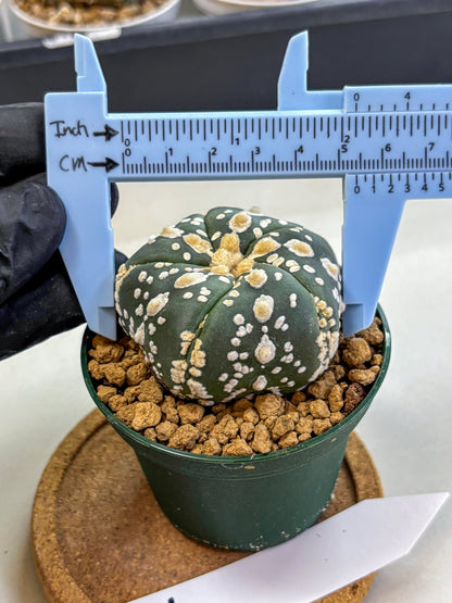 Astrophytum Fukuryu (at8) (02) | Rare Plant | Succulent Cactus