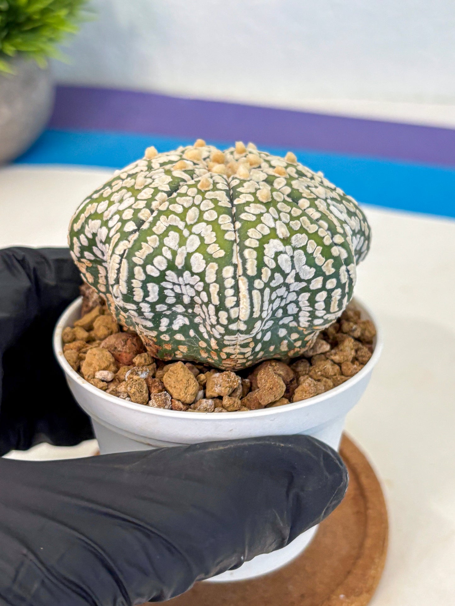 Astrophytum Super Kabuto (at10) (02) | sand dollar cactus