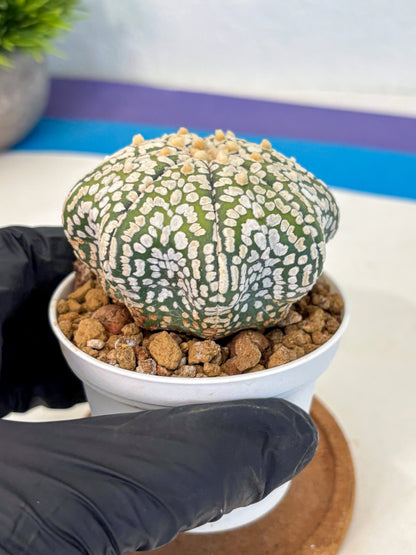 Astrophytum Super Kabuto (at10) (02) | sand dollar cactus