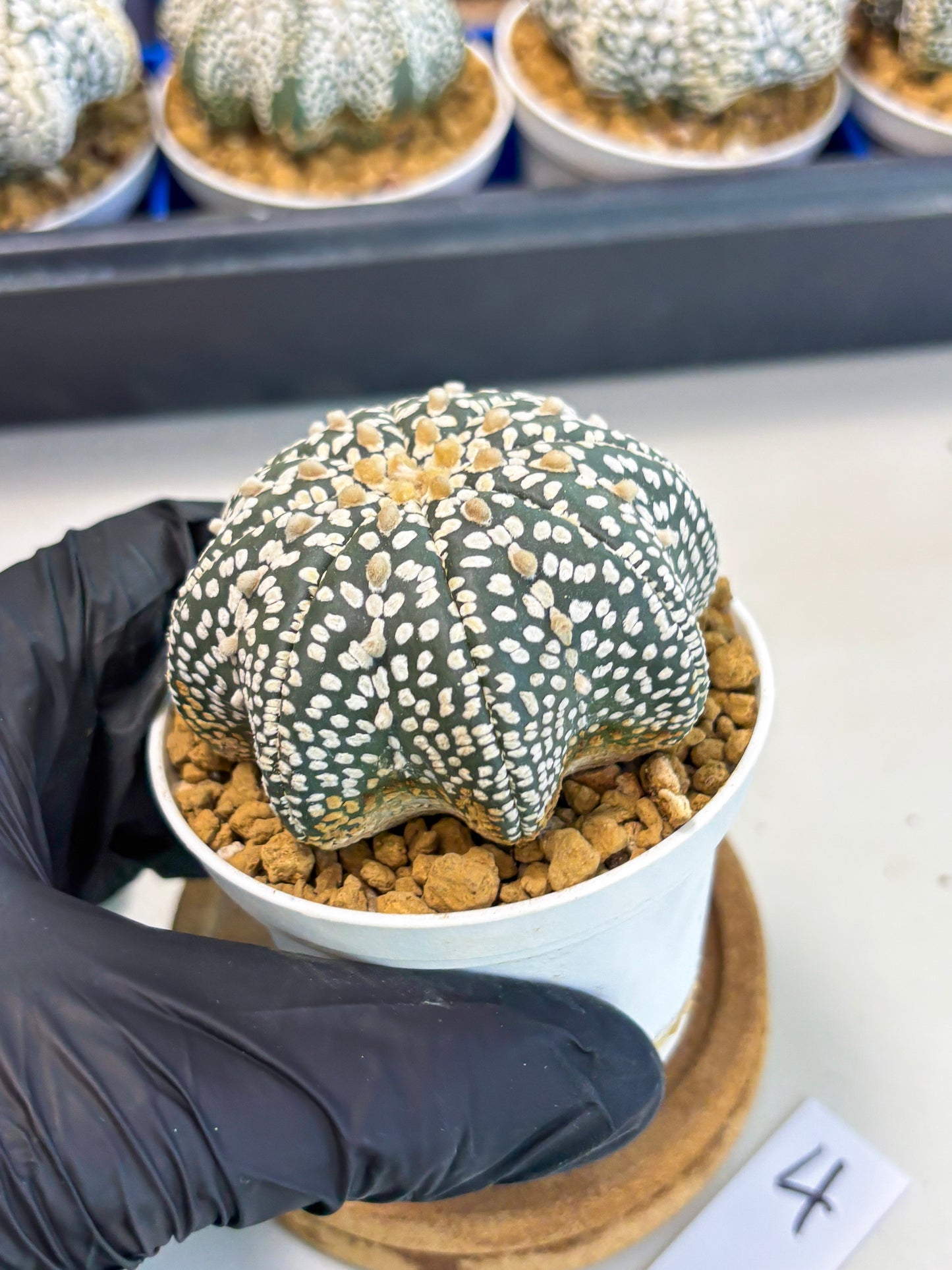 Astrophytum Star Shape (at3) (g4) | Very Rare Cactus