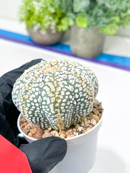 Astrophytum Super Kabuto (#T7A) | Las Vegas Botanical Shop | 3" Pot