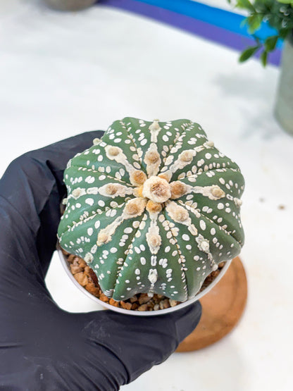 Astrophytum V-Type Nudum (T9) (g2) | SHIP from USA