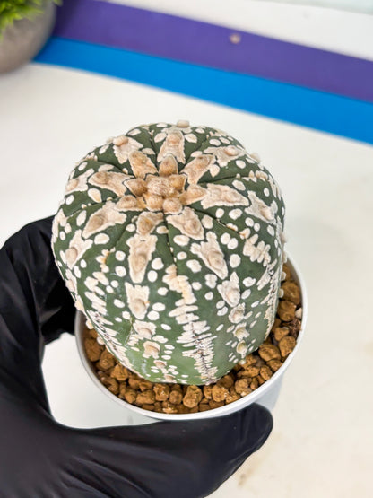 Astrophytum V-Type (at6) (b4) | Rare Star Cactus