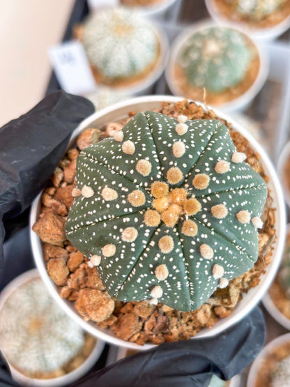 Astrophytum Super Kabuto (t12) (p3) | 3" Pot