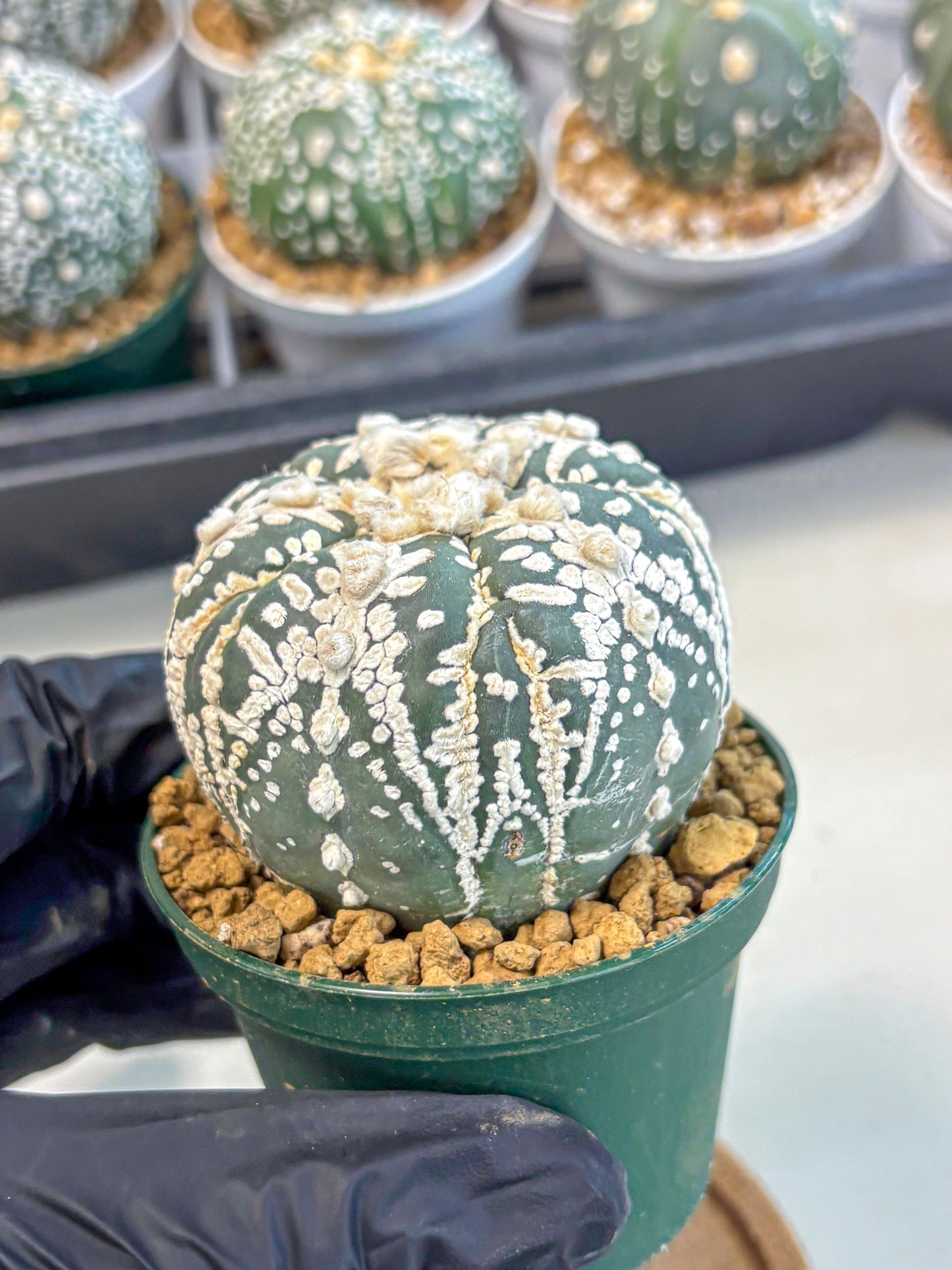 Astrophytum 5-Ribs (at7) (r7) | Living Rocks