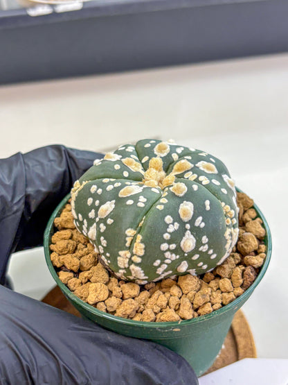 Astrophytum Fukuryu (at8) (02) | Rare Plant | Succulent Cactus